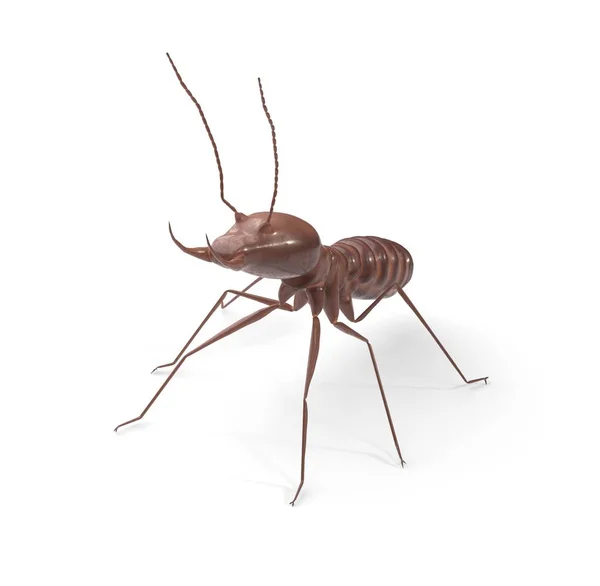 Termite auf isoliertem weißem Hintergrund 3D-Illustration — Stockfoto