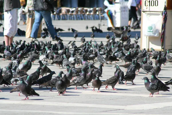 Veneza Piazza San Marco Com Pombos Turistas Vendedores Sementes Pássaros — Fotografia de Stock