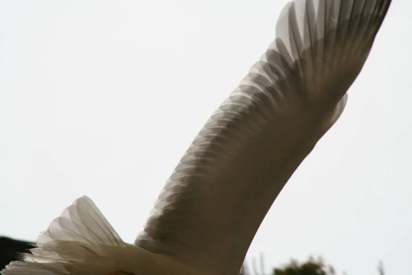 Seagull Flight Detail Wing — Stock Photo, Image