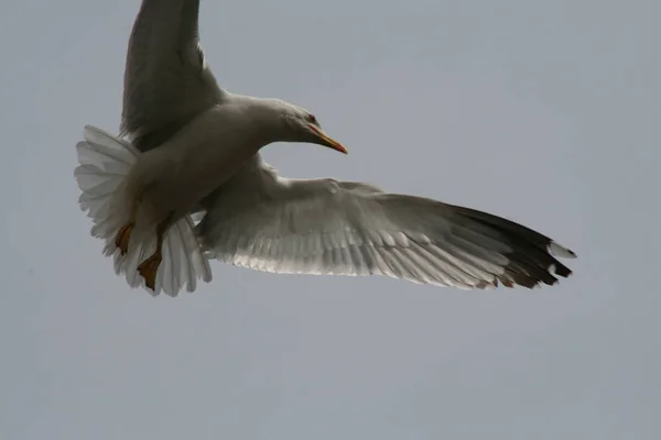 Seagull Vlucht Handeling Van Het Poseren — Stockfoto