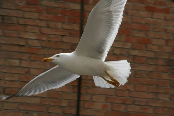 Seagull Flight Front Red Brick Wall — Stock Photo, Image