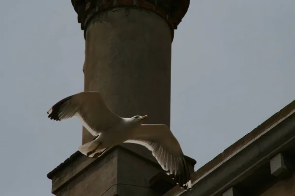 Venecia Gaviota Volando Frente Una Chimenea — Foto de Stock