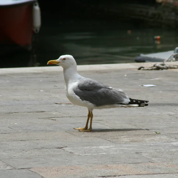 Venecia Gaviota Orilla — Foto de Stock