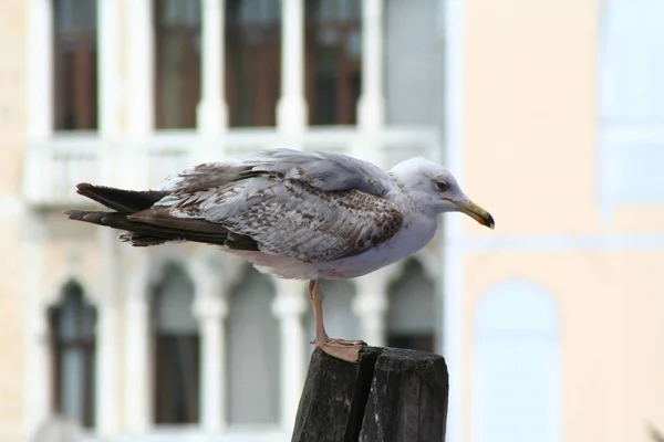 Venice Seagull Bricola — Stock Photo, Image