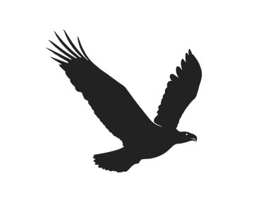 uçuş kartal. yırtıcı kuşun izole vektör görüntüsü