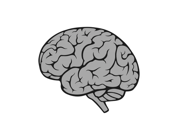 Cérebro Visão Lateral Símbolo Isolado Mente Vetorial Psicologia Sinal Médico —  Vetores de Stock