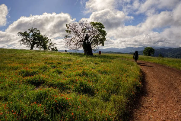 マンザニータ ポイント ロード ヘンリー Coe の州立公園 モーガンヒル カリフォルニアに沿って野生の花の中でハイキング つのバックパッカー — ストック写真