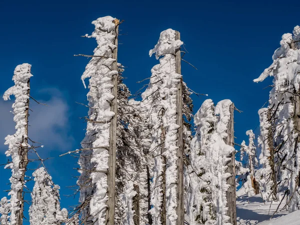 Fila Árvores Cobertas Neve Montanhas Alemãs Com Fundo Azul Céu — Fotografia de Stock