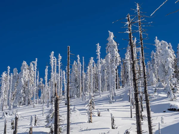 Vista Panorâmica Inverno Com Árvores Cobertas Neve Céu Azul — Fotografia de Stock