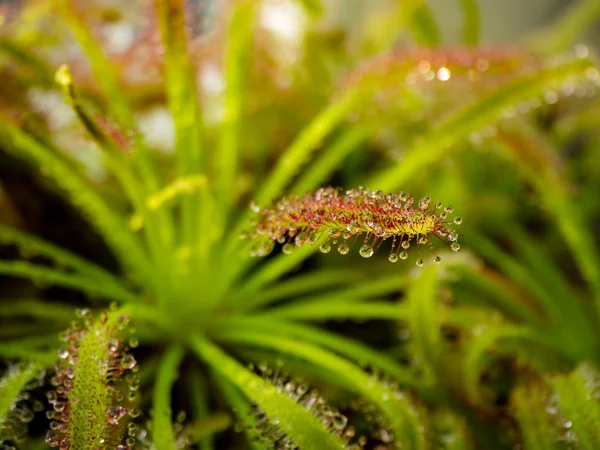 Damlacıklar ve yeşil backround ile closeup görünümünden Drosera bitki