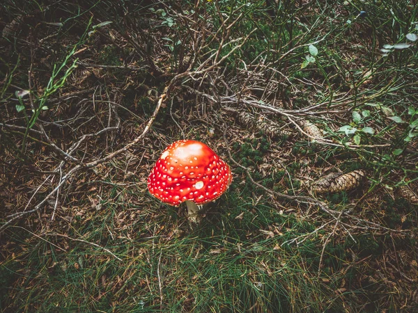 Sonbahar sezonunda Çek Orman'da kırmızı amanita mantarı yakından görünümü