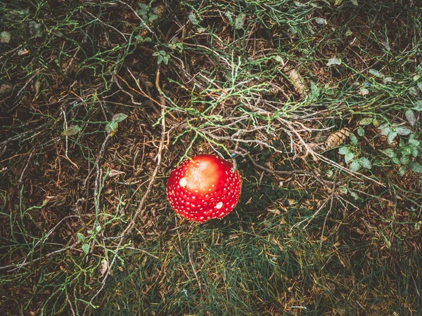 Sonbahar mevsiminde Çek ormanında kırmızı amanita mantarı