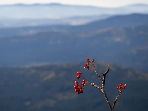 Sonbahar sezonunda orman tepeleri backround manzara ile Rowanberry kırmızı çilek