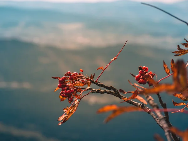 Mavi backround sonbahar manzara ile rowanberry ağaç closeup görünümü