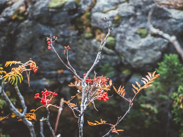 Sonbahar doğada kaya backround ile Kırmızı rowanberries