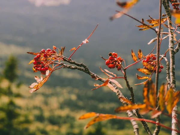 Sonbahar doğa backround kırmızı çilek ile Rowanberry ağacı