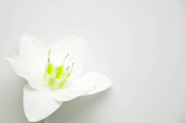 Narin çiçek ile saf beyaz zemin üzerine ticles. Çiçek açan lily bud. Site için Kraliyet çiçek arka plan. Çiçekçi dükkanı. Tebrik düğün kartı.