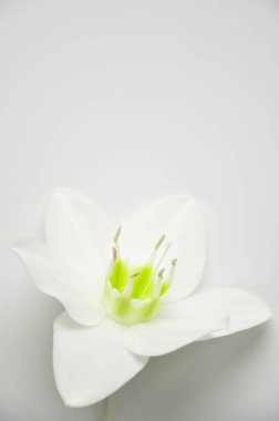 Narin çiçek ile saf beyaz zemin üzerine ticles. Çiçek açan lily bud. Site için Kraliyet çiçek arka plan. Çiçekçi dükkanı. Tebrik düğün kartı.