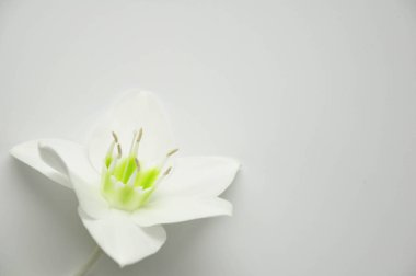 Narin çiçek ile saf beyaz zemin üzerine ticles. Çiçek açan lily bud. Site için Kraliyet çiçek arka plan. Çiçekçi dükkanı. Tebrik düğün kartı.