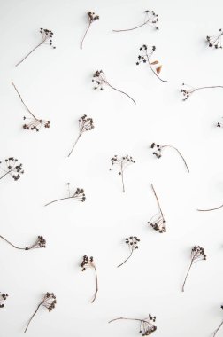 Beyaz bir arka plan üzerinde kuru çiçekler. Soyutlama doğal arka plan.
