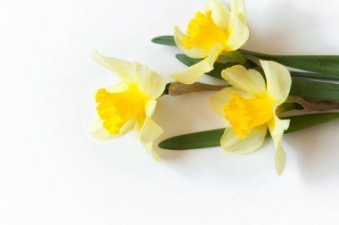 Açık beyaz arkaplanda sarı Narcissus Çiçekleri. Tebrik kartı için flora arkaplanı..