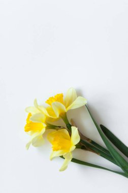Açık beyaz arkaplanda sarı Narcissus Çiçekleri. Tebrik kartı için flora arkaplanı..