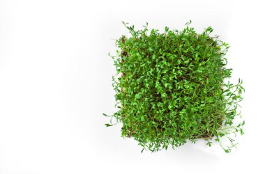 Akıllı sağlıklı gıda yeşillikleri. Microgreen tere salatası Lepidium sativum. Yıllık bitki, yaygın tıp ve pişirme kullanılır. Diyet vegan gıda.