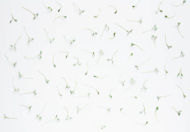 Akıllı sağlıklı gıda yeşillik desen arka plan. Microgreen tere salatası Lepidium sativum. Yıllık bitki, yaygın tıp ve pişirme kullanılır. Diyet vegan gıda.