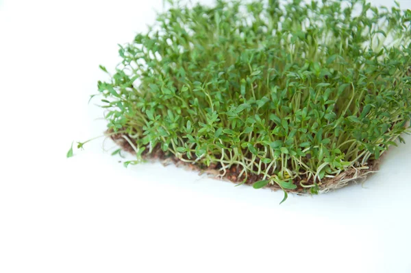 Slimme Gezonde Voedsel Greens Micro Groene Cress Salade Lepidium Sativum — Stockfoto
