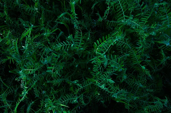 Трава Польові Квіти Фон Темно Зелений Тропічні Зарості Таємничий Світ — стокове фото