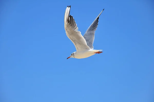 White Gull Flight Blue Sky Wingspan Seagull Beautiful Peaceful Flight — Stock Photo, Image