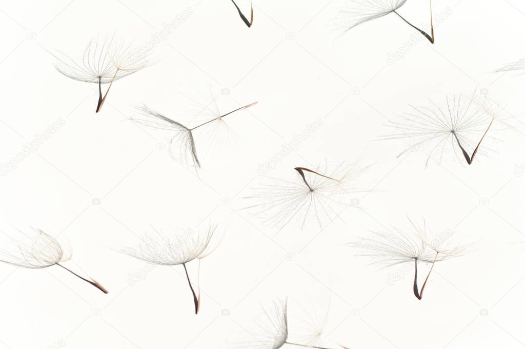 Seeds of a large dandelion salsify parachutes Tragopogon pseudomajor on a white with a shadow. Abstraction from natural materials. Background with dry plants.