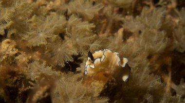 Renkler yumuşak mercanlar üzerinde karıştırdı omurgasızını sessiz