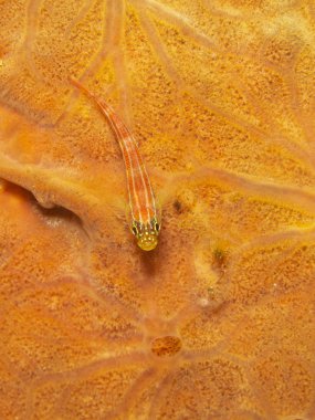 Sünger okyanusta küçük kamufle balık dayanmaktadır