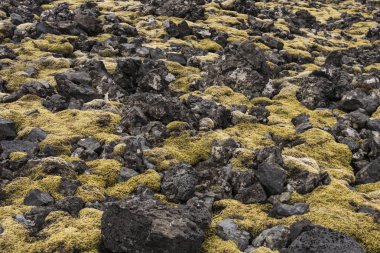 Londrangar Yosun ve Kayalar