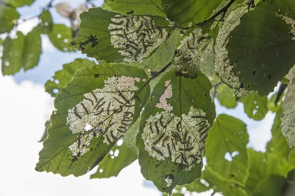 Tent Caterpillars on leaves — ストック写真
