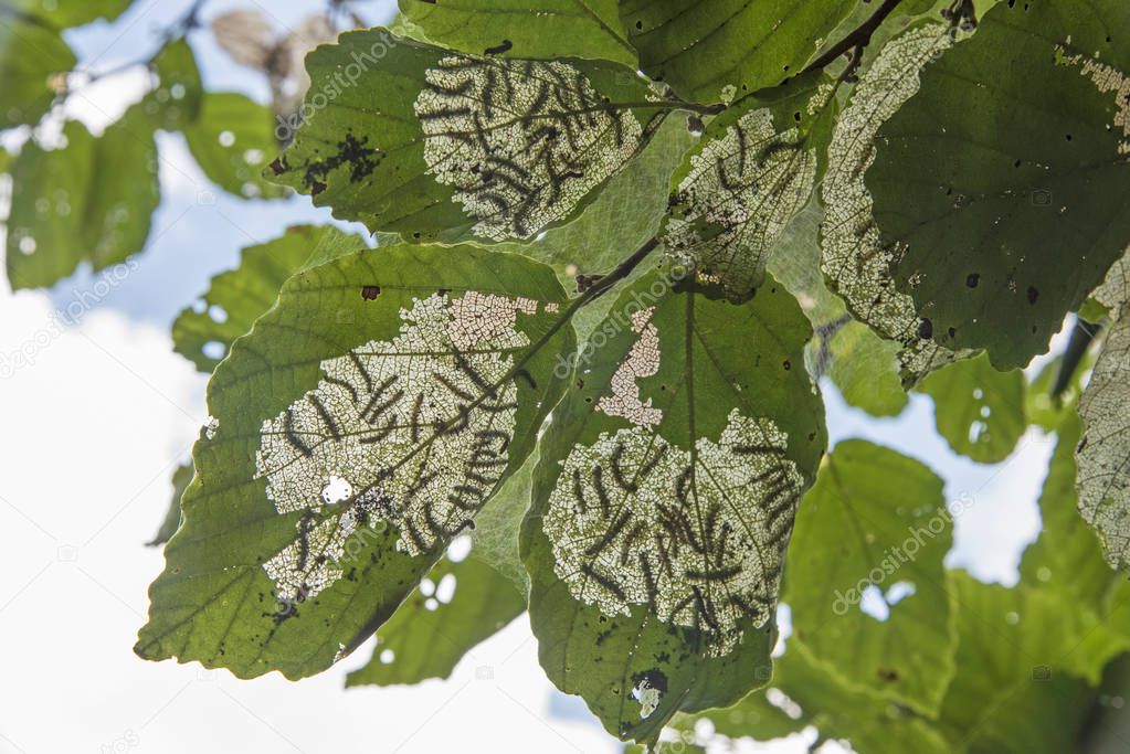Tent Caterpillars on leaves