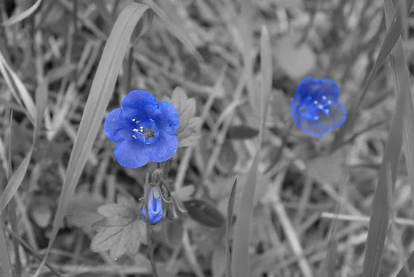 Sprookje Blauwe Bloemen Een Zwart Wit Foto — Stockfoto