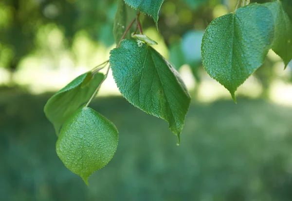 Drop of dew in a simple green leaf