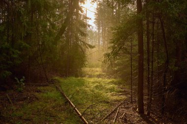 Sisli, bahar sabahı orman şekilde.