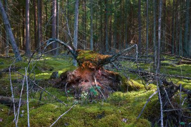 mistik canavar tarafından gelen intersting yıldırım ile orman yolundaki bul. Beyaz Rusya orman.