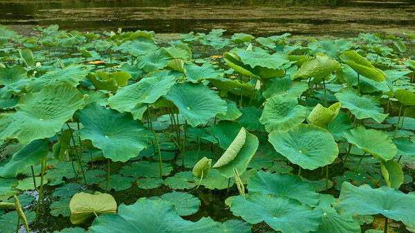 Green leaf lotus on water in a mountain lake in Wudangshan mountains.