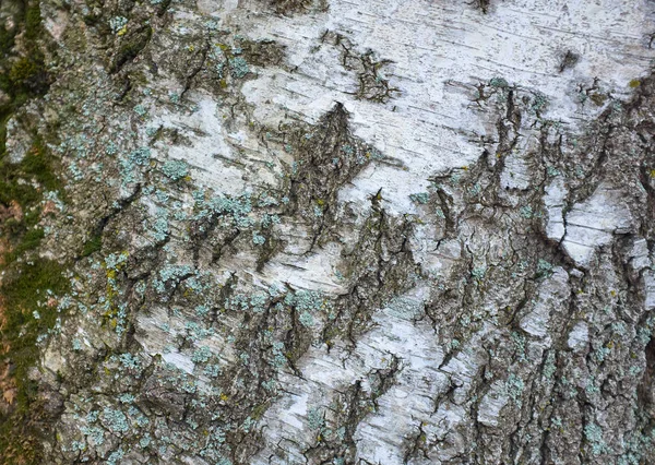 Tree bark textur på en vit Björk — Stockfoto