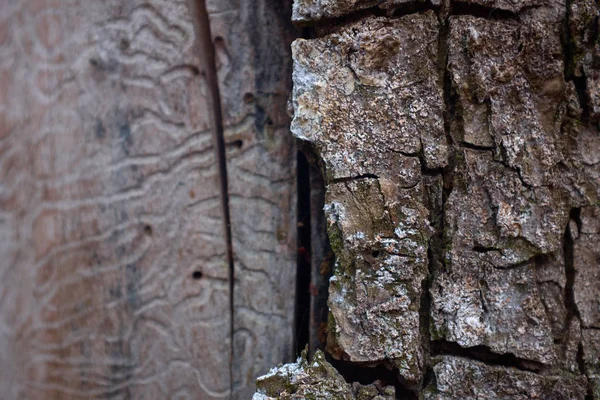 Textura de casca de meia árvore em uma árvore de vidoeiro — Fotografia de Stock