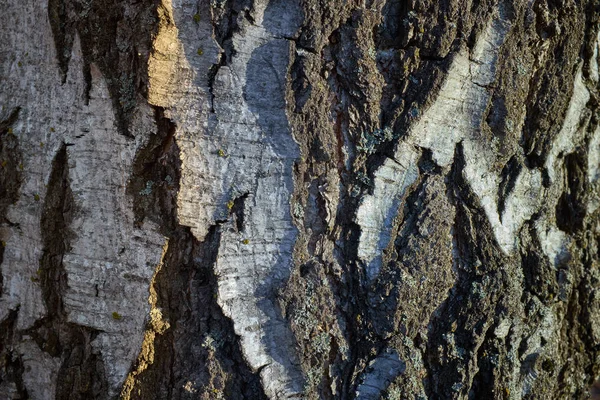 Textura de casca de árvore branca em uma árvore de vidoeiro — Fotografia de Stock