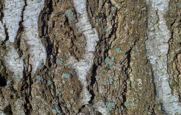 Mavi yosun ağacıyla kabuk dokusu — Stok fotoğraf