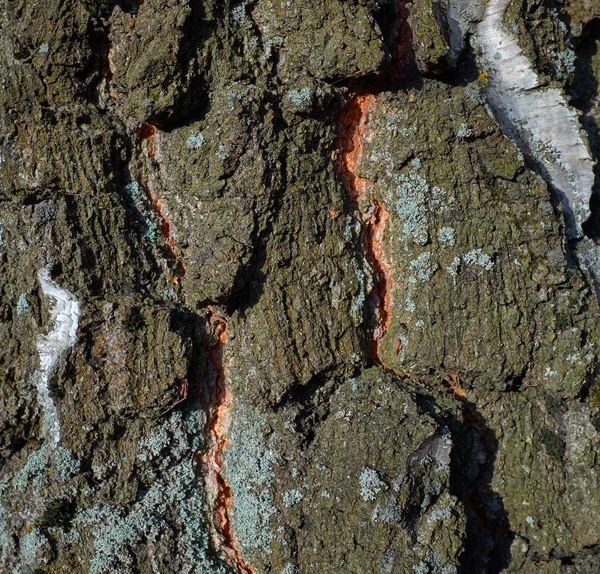 Färgglada konsistens av bark träd med blå moss — Stockfoto