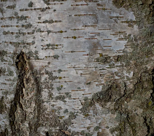 Textura branca de árvore de casca de vidoeiro no parque — Fotografia de Stock