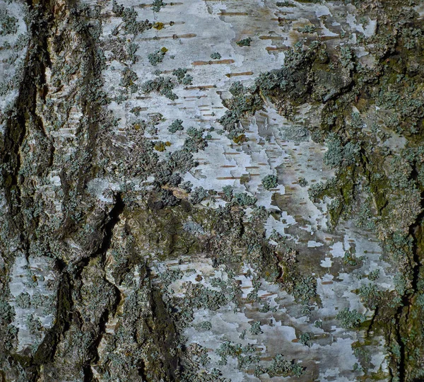 Mavi yosun ile huş ağacı kabuğu ağacının renkli doku — Stok fotoğraf