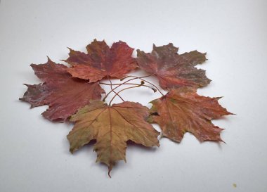 Akçaağaç yaprakları izole bir şekilde daire şeklinde dizilmiş.